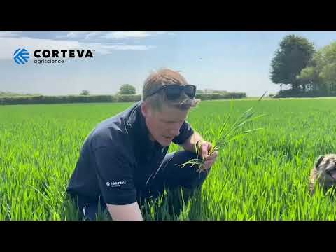 KWS Palladium disease pressure and fungicide update with Tom Rouse