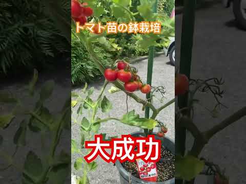 トマトに穴が開くのはなぜですか?行動を起こすべきでしょうか？  庭園