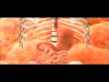 Stomach Digestion Stomach Digestion