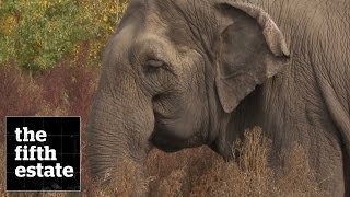 Zoo Elephants : The Elephant in the Room - the fifth estate