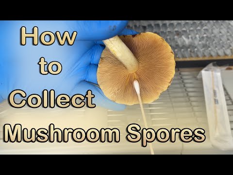 How to Collect Mushroom Spores | Spore Print & Swab