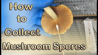 How to Collect Mushroom Spores | Spore Print & Swab