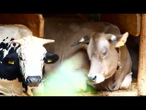 Muhende Kuh Pustertaler Sprinzen Tag der Kuh 9. Juli 2025 Tiergarten Zoo Schönbrunn Panasonic Lumix