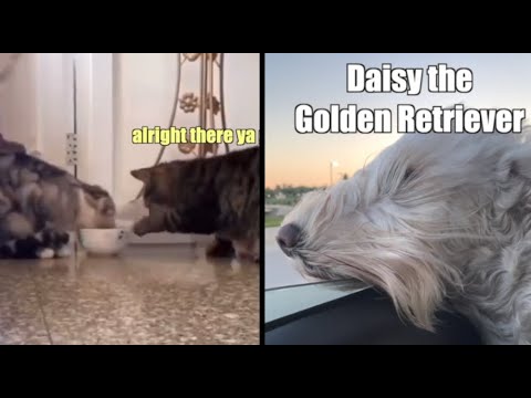 Cats share food in funny way