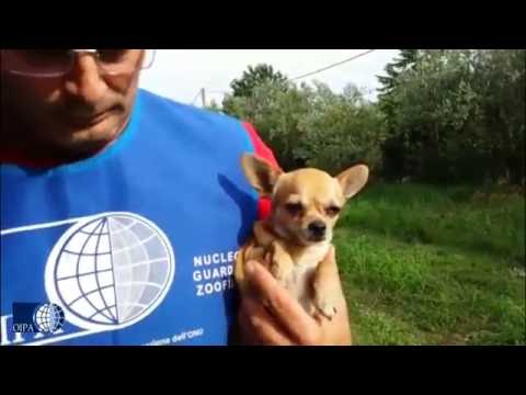 Vermi a bambini che partono che Da perdita di peso lyambliya