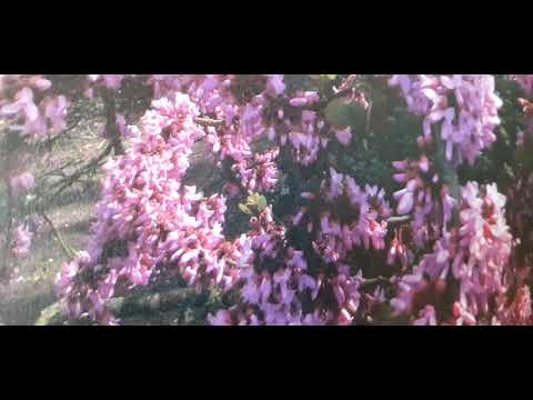 FLORENS SKOVEL ŠIN 👉 Tajna vrata Uspeha ( odlomak iz knjige ) MOTIVACIJA USPEH MANIFESTACIJA VORTEX