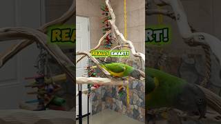 Senegal Parrots Are Smart!