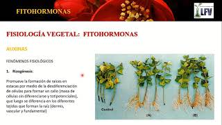 Phytohormones (Part 1)