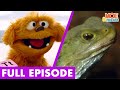 Dinosaurs for Kids | Moe Meets the Tuatara