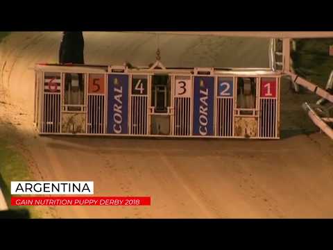 Argentina - Henlow Puppy Derby 2018
