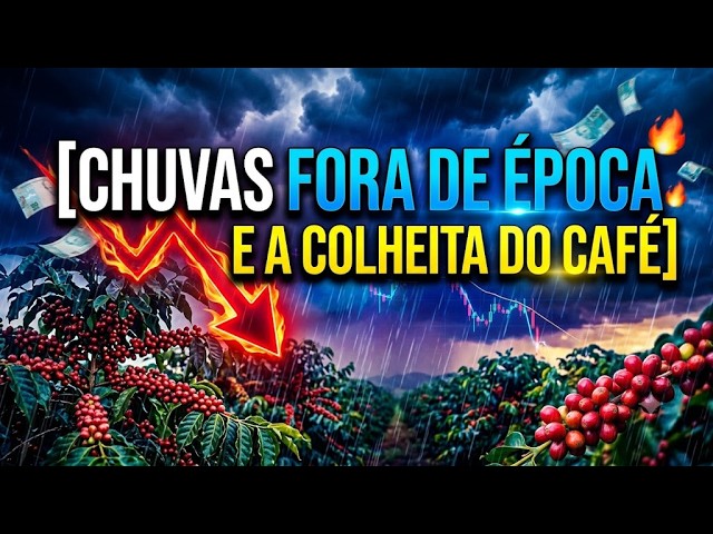 Chuvas fora de época e a colheita do café