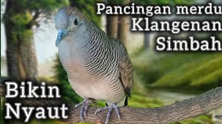 Download lagu PANCINGAN PERKUTUT KLANGENAN SIMBAH‼️ SUARA MERDU BIKIN NYAUT.  mp3