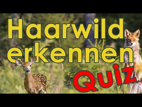 Haarwild Quiz - Wild Erkennen und Bestimmen Quiz