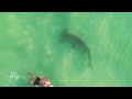 Huge hammerhead shark circles clueless swimmer in Florida