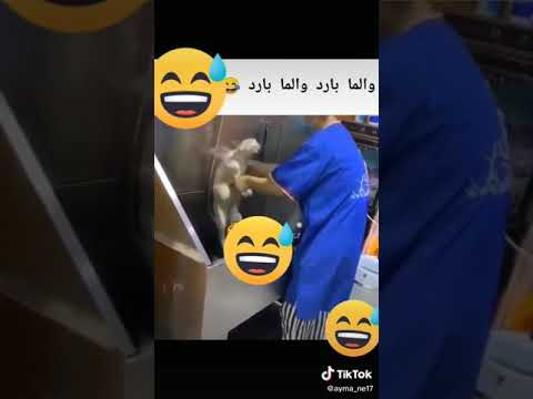 Котенцето не обича да се къпе 😂