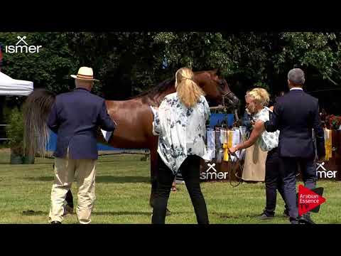 N.39 DANTAE EL LAWRENCE - Strohen 2018 C European