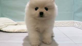 ポメラニアンの動画01