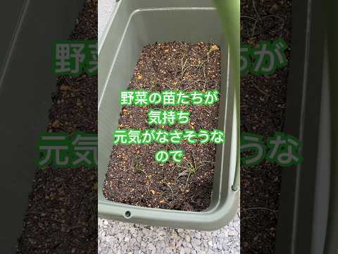 自家製天然肥料は屋内植物肥料を作る自家製製品