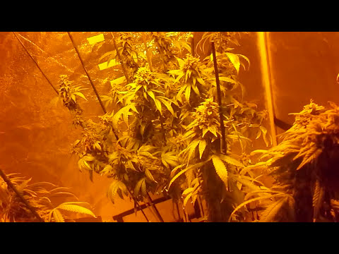 Harvest - Strawberry Kush x2 - clone and seed @ Day 63 - Powdery Mildew issue rectified