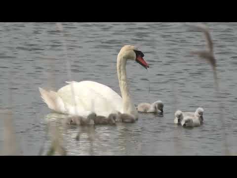 CISNE VULGAR | MUTE SWAN | Cygnus olor
