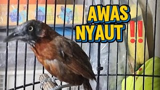 Download lagu PANCINGAN TEPUS KEPALA ABU BAHAN CEPAT RESPON ‼️ SUARA DI SUKAI LAWAN  mp3