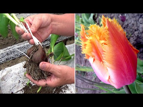 Когда выкапывать тюльпаны и как их правильно калибровать