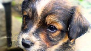 OWEN MOORE - I Don't Care (Just As Long As You Love Me)