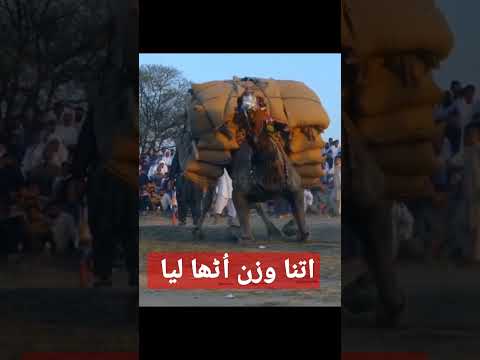 camel video 😘 #shorts #fypシ #viral #youtubeshorts