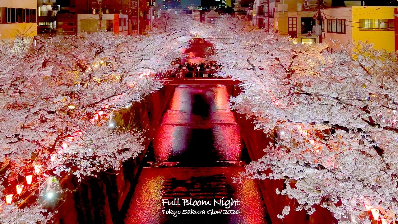 4K60【満開 中目黒の夜桜】目黒川ライトアップと屋台 2026 東京 Japan