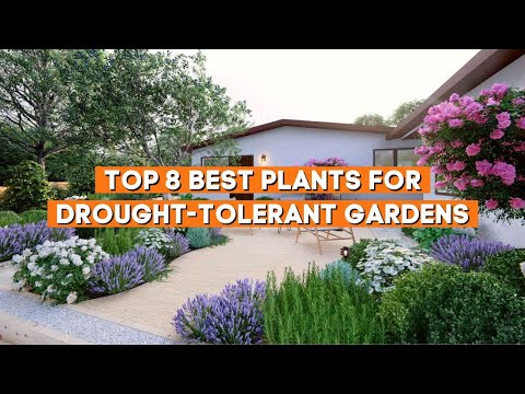 , title : 'Top 8 Best Plants for Drought Tolerant Gardens ☀️✨ // PlantDo Home & Garden'
