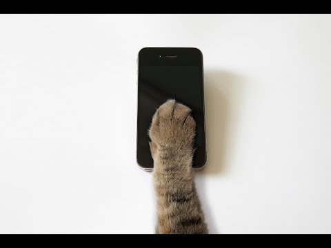 Why we should be more like cats than dogs when it comes to social media