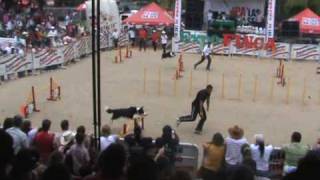 preview picture of video '19 ABRIL Agility Knockout Final'