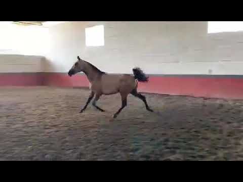 VERKAUFSPFERD FINCA BARROCO, SOLERA,  Falbstute, PRE X LUSITANO, 2.5 Jahre