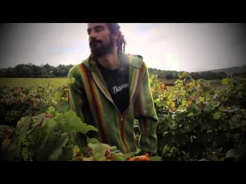 Pan Daman _ Reggae celtic