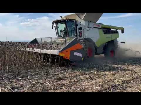 Sklizeň slunečnice slunečnicovým adaptérem s drcením