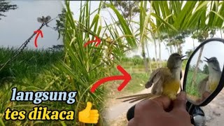 Download lagu mikat burung prenjak sawah dan prenjak tebu langsung tes didepan kaca mp3 Download lagu mikat burung prenjak sawah dan prenjak tebu langsung tes didepan kaca mp3