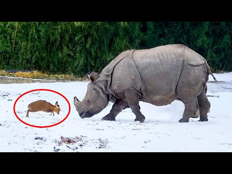 Funny Animals Against the Odds! 🤣 The World’s Funniest Animal Video of 2026!