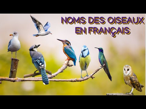 animal | noms des oiseaux en français avec des images animées