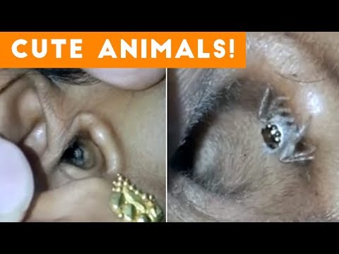 Spider Stuck in Ear and Other Cute Animals December 2017 | Funny Pet Videos