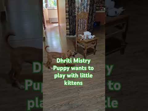 Dhriti Mistry Puppy wants to play with little kittens#cute #cat #shorts #trending