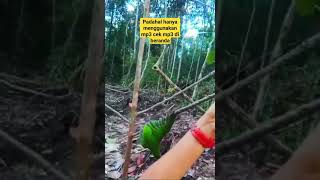 Download lagu mikat cucak ranting menggunakan mp3#cucakranting #cucakijo #cucakpikat mp3 Download lagu mikat cucak ranting menggunakan mp3#cucakranting #cucakijo #cucakpikat mp3