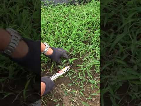 トウモロコシ粉 天然チップ除草 菜園 秋