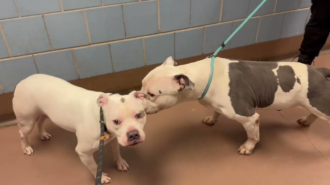 Snoop's Leash Test