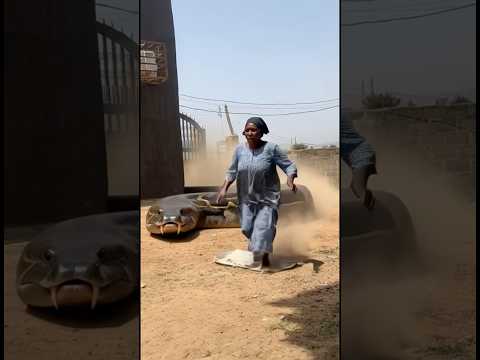 The boy saved his mother #snake #shortsviral #python #wildlife #venomouscreatures #wildliferescue