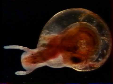 Voyage au pays de l'invisible