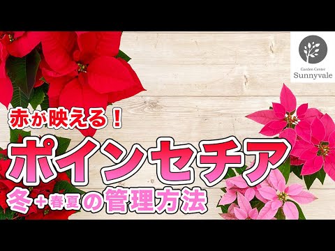 ポインセチア 植物