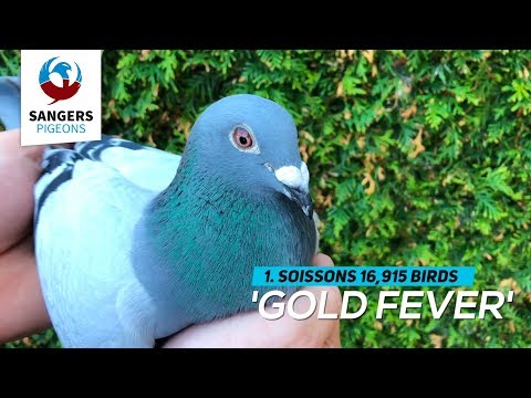 Sangers Pigeons winning 1st, 2nd and 5th Soissons against 16,915 pigeons