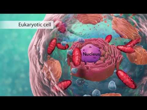 , title : 'Biology: Cell Structure I Nucleus Medical Media'