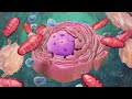 8. Sınıf  İngilizce Dersi  Describing simple processes This animation by Nucleus shows you the function of plant and animal cells for middle school and high school biology ... konu anlatım videosunu izle