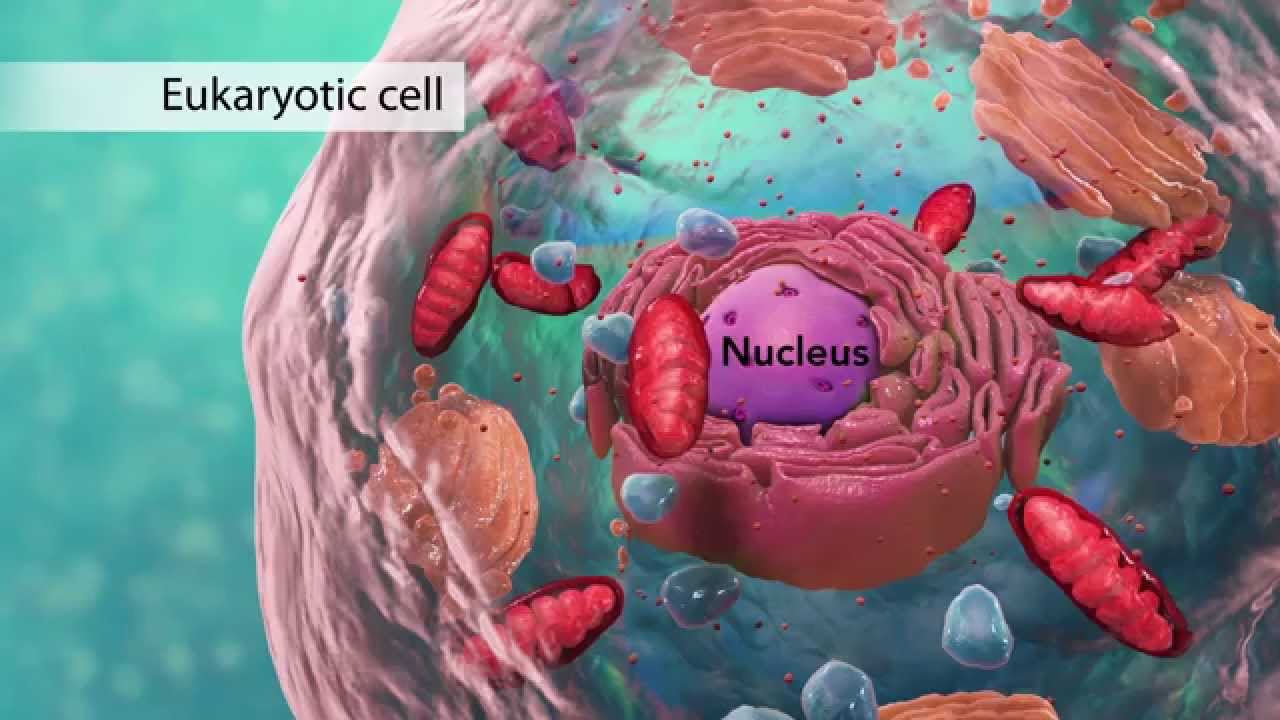 Unlocking the Secrets of the Cell’s Control Center: A Look Inside the Nucleus, Beauty Vigour